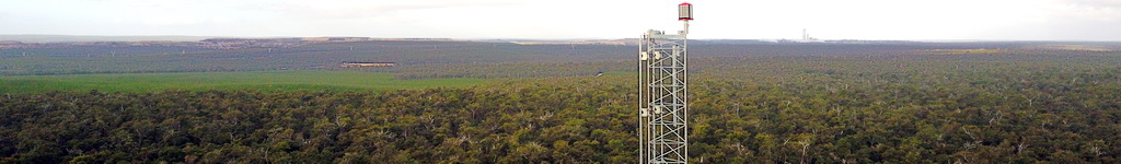 Collie panorama